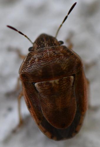 Réf. 266 818 : Neottiglossa leporina